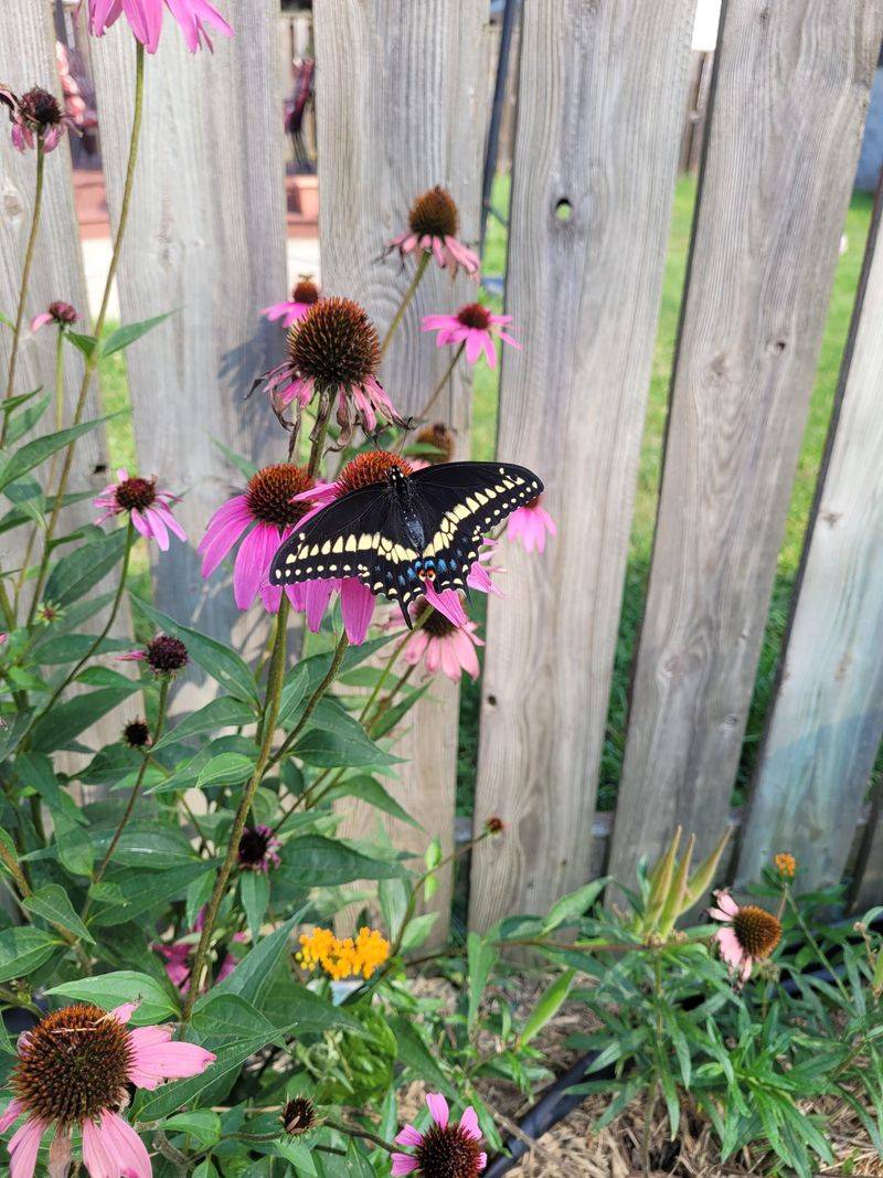 Incorporate Herbs That Butterflies Adore