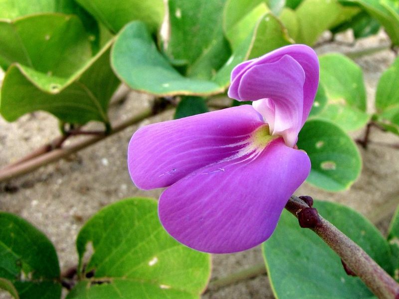 Morning-After Beachbean In Coastal Edges