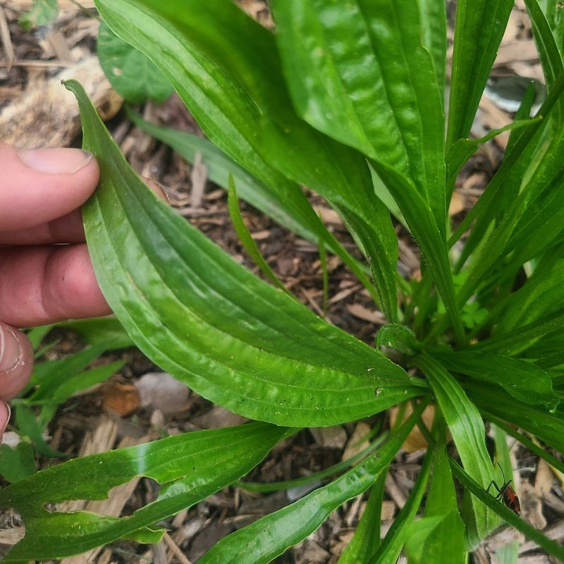 Plantain's Wilderness Remedy
