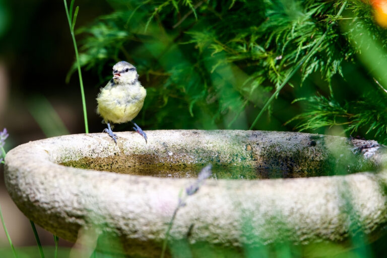 birdbath (featured image)