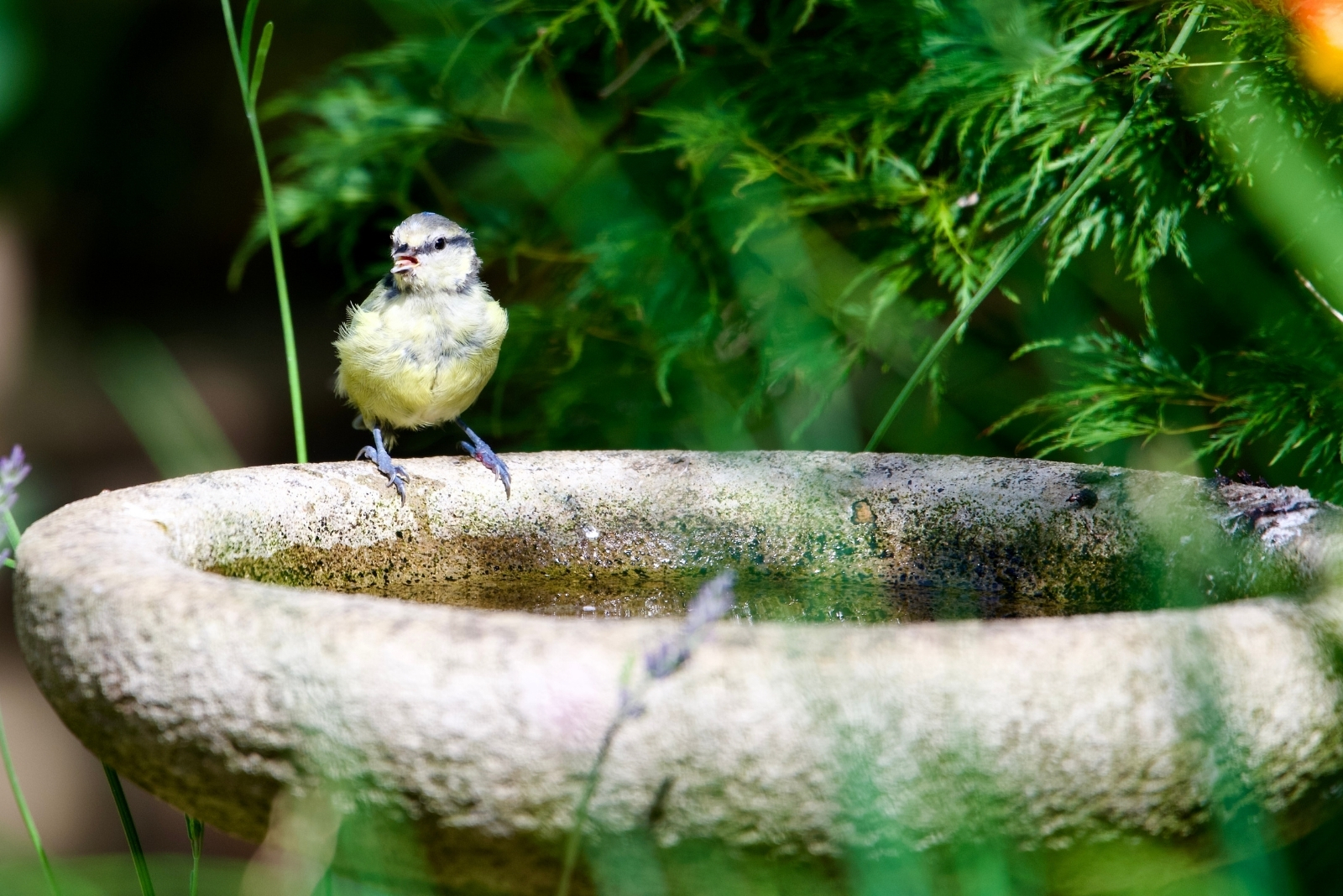 Common Birdbath Mistakes In North Carolina And How To Fix Them