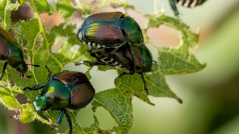 Japanese Beetles