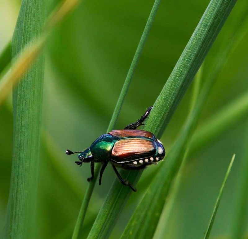 Japanese Beetles