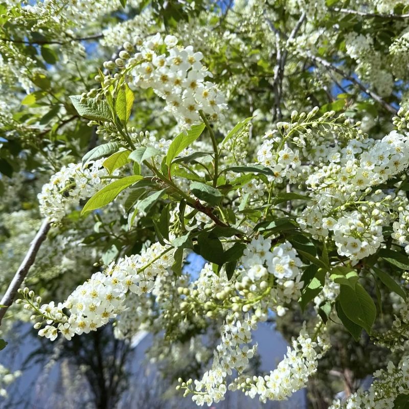 Chokecherry