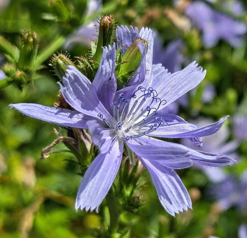 Chicory