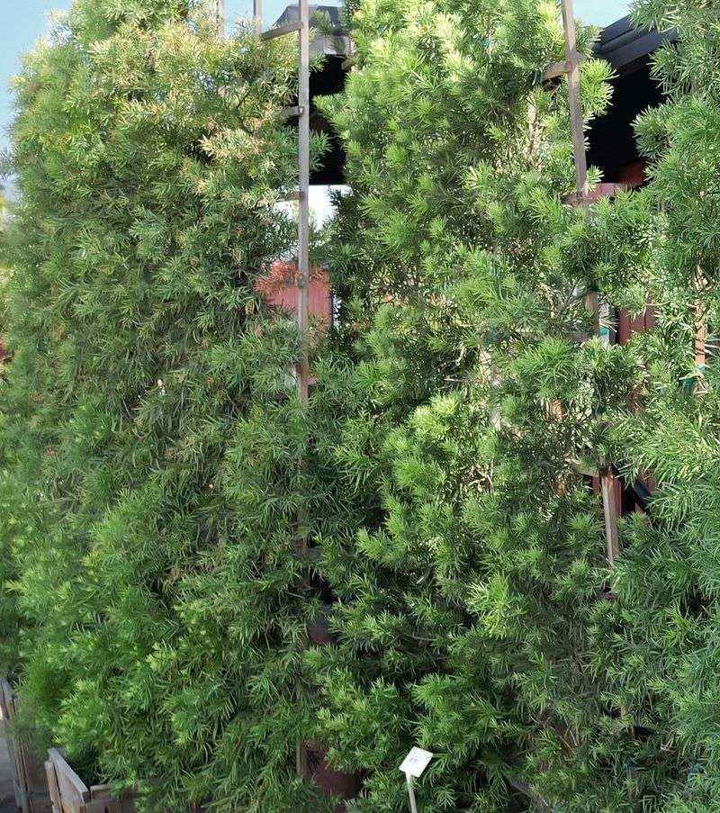 Tall Privacy Hedges