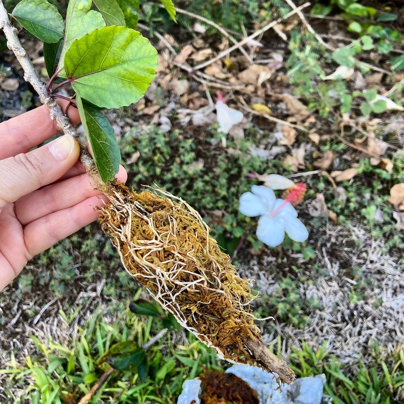 Native Plant Propagation
