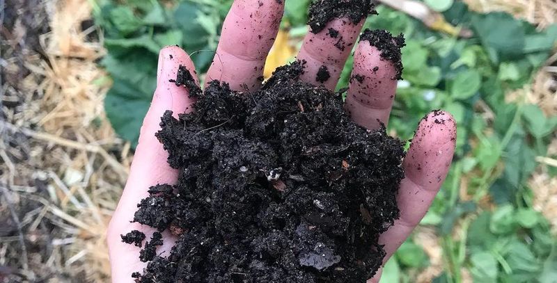 Homemade Compost: Garden Gold