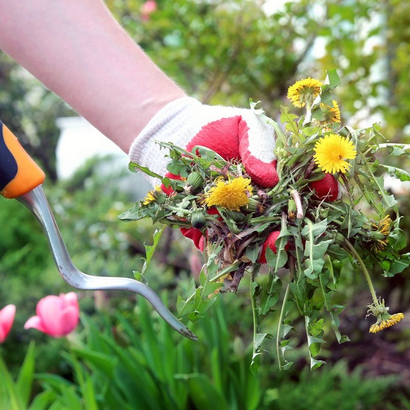 Mindful Weeding Sessions