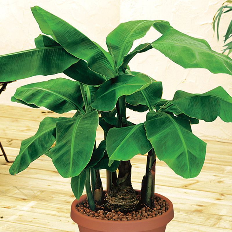 Dwarf Banana