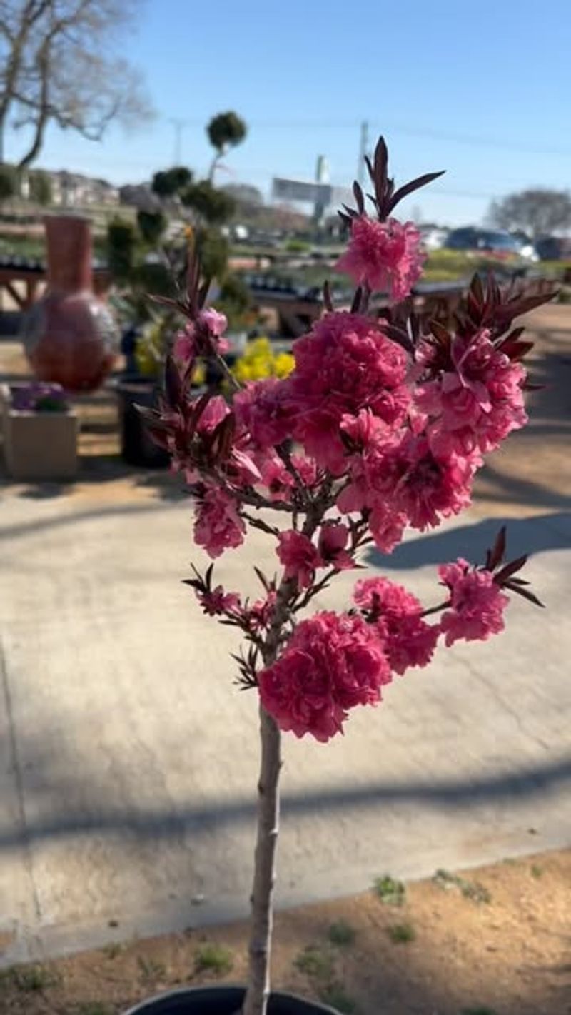 Patio Peach