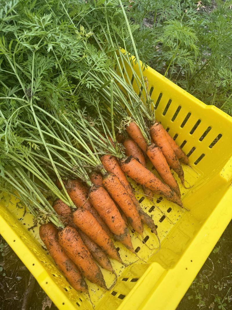 Seed Cost Savings