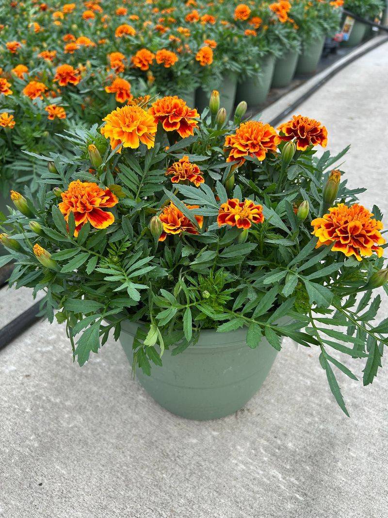Container Garden Solutions