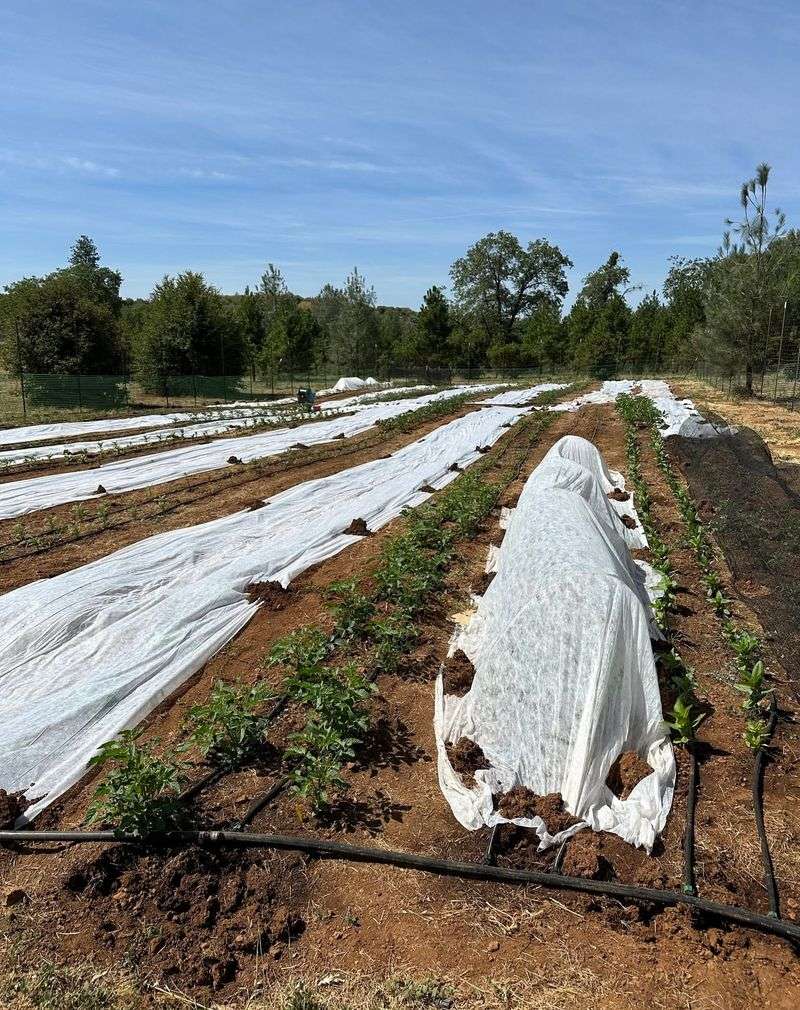 Floating Row Covers