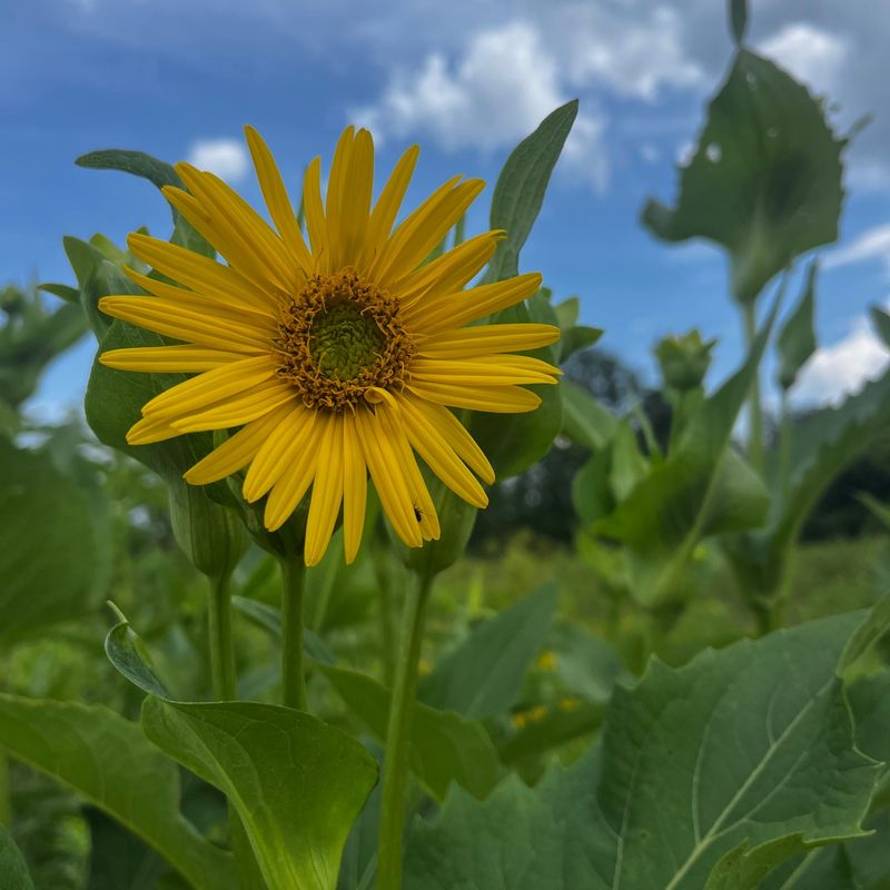 Cup Plant (Silphium perfoliatum)