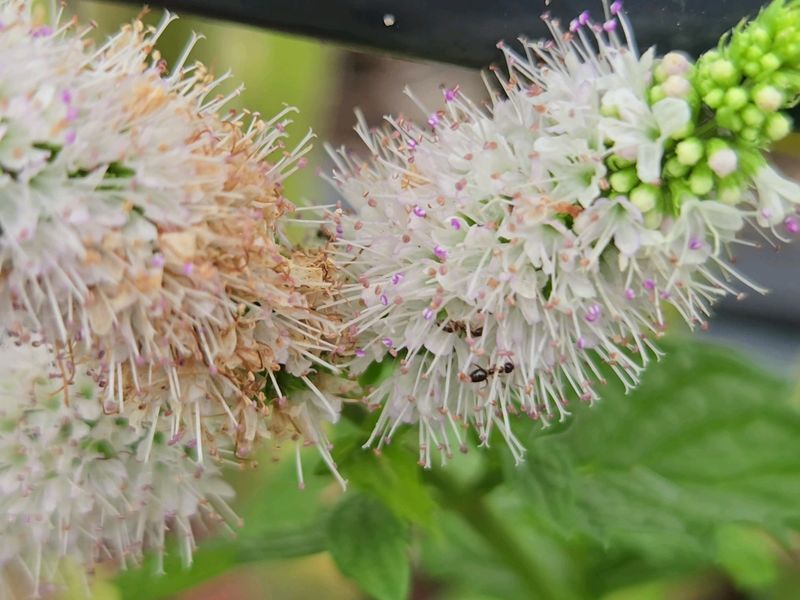 Seasonal Allergies Aggravation