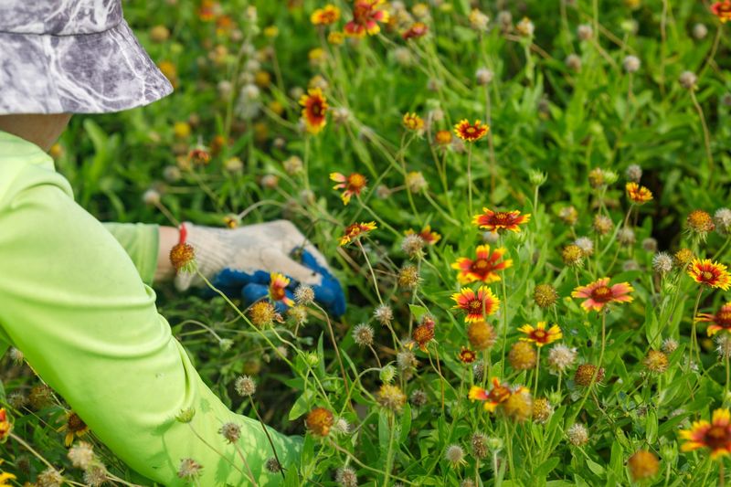 Choose Native Texas Plants That Thrive Naturally