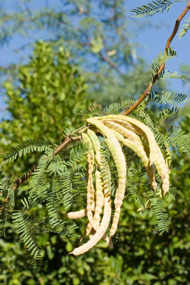 Mesquite Pod Powerhouse