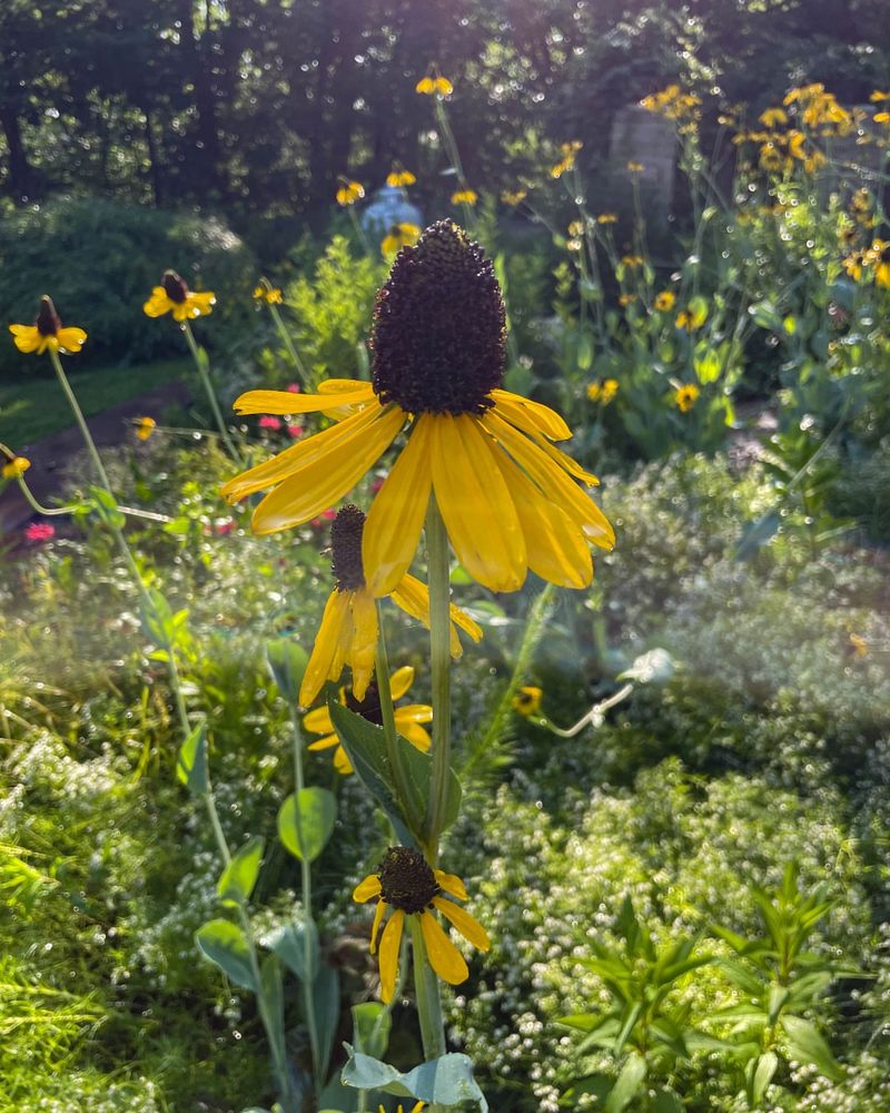 Repurposed Copper Boiler With Black-Eyed Susans