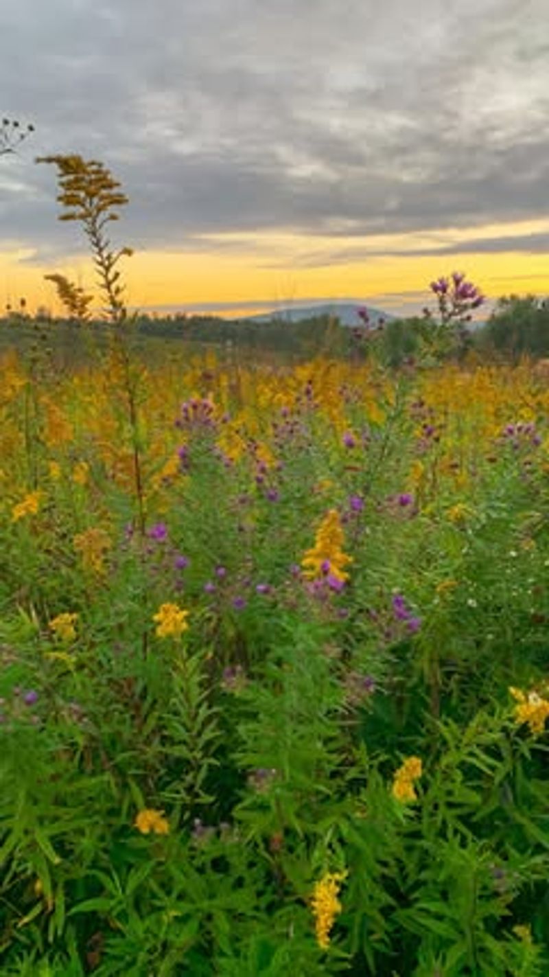 Goldenrod Clouds