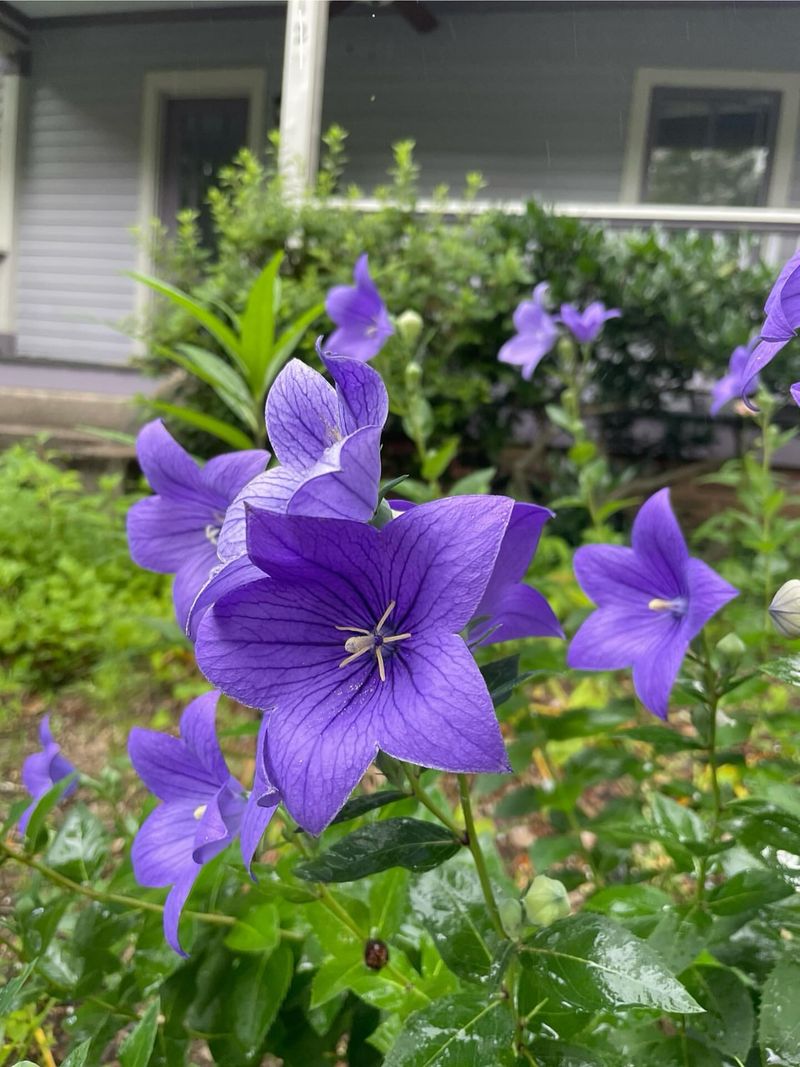 Balloon Flower