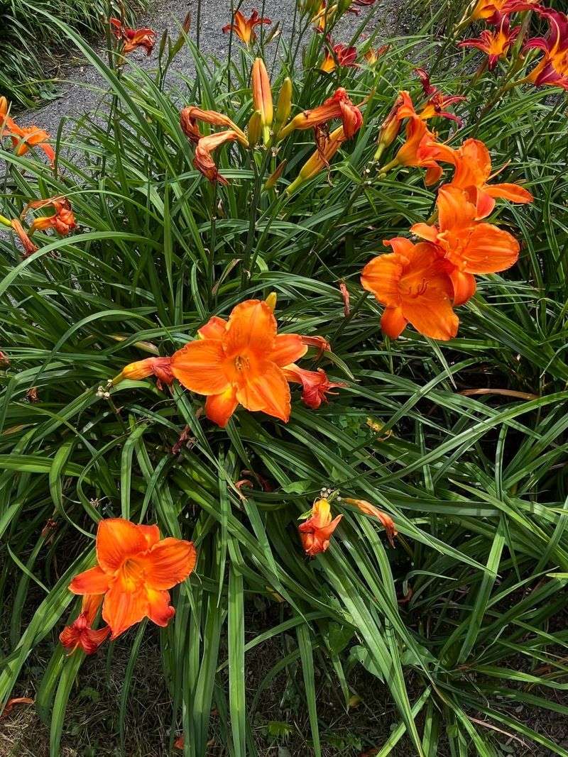 Daylily