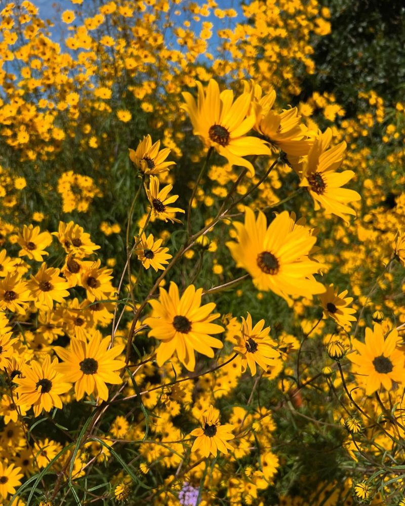 Helianthus