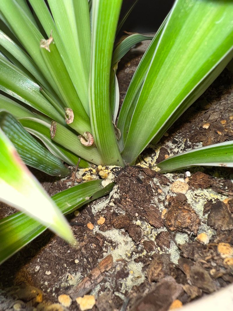 Visible Mold Or Fungus On Soil Surface