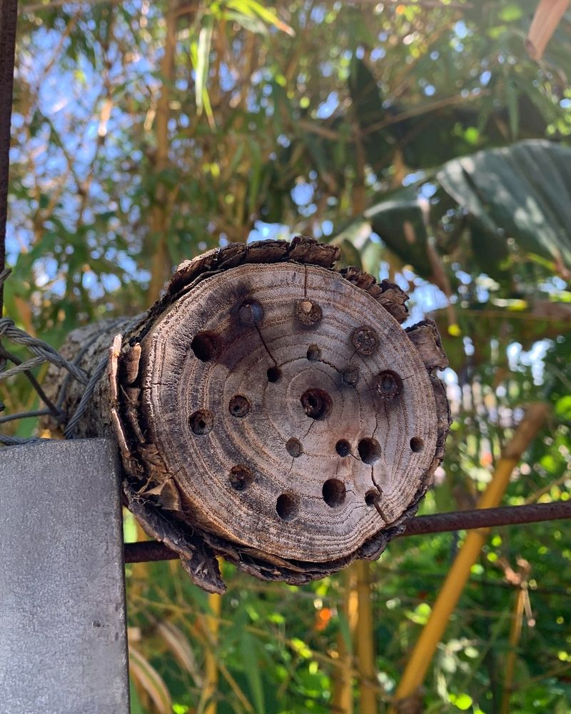 Drill Nesting Holes With Care