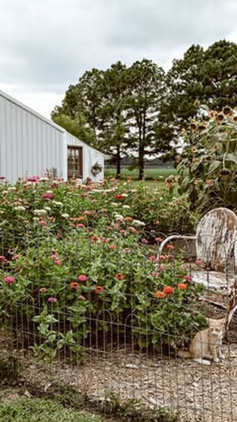 Cutting Garden From Seed