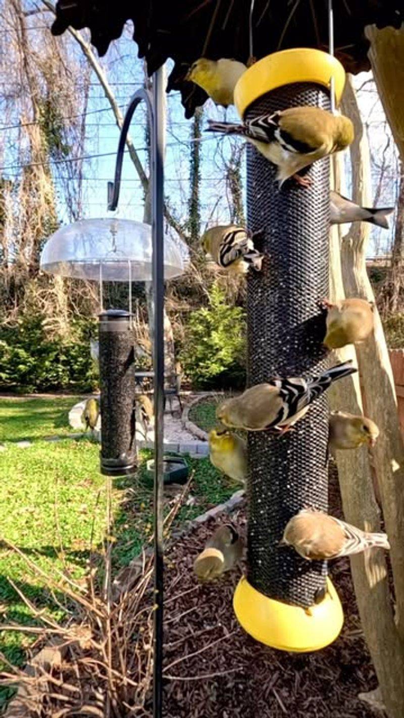 Bird-Watching Stations