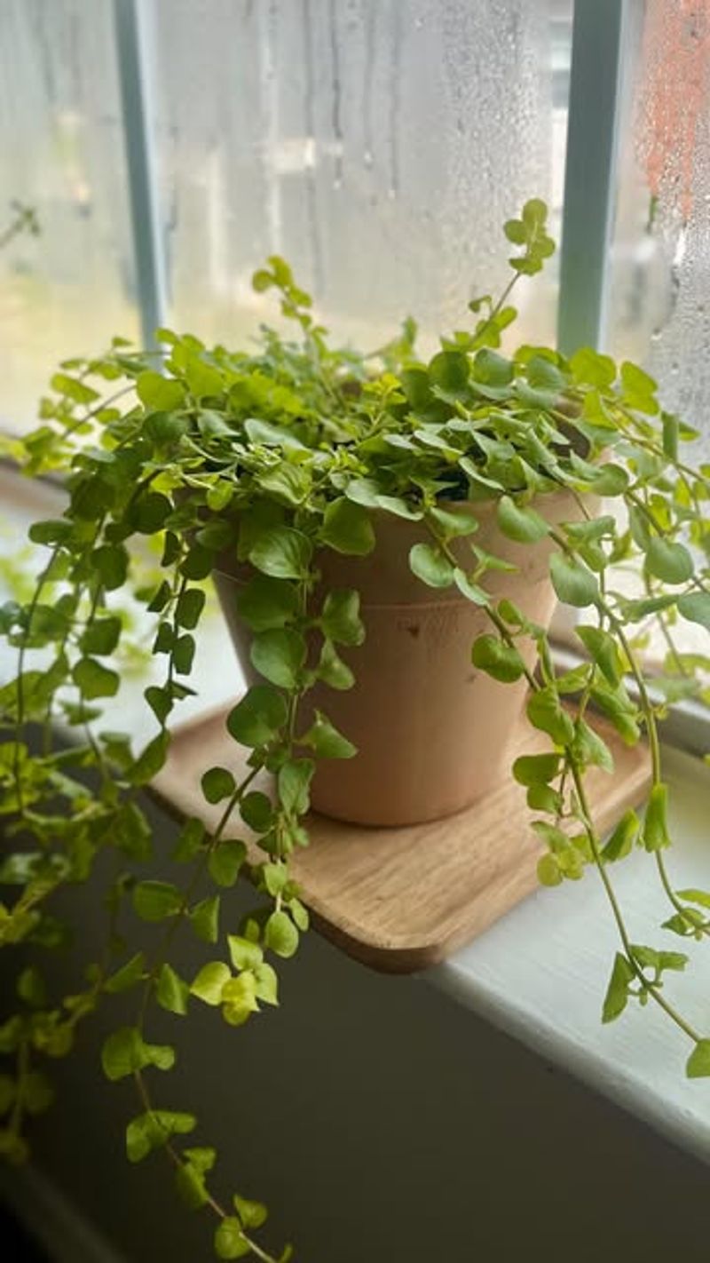 Uneven Watering Habits