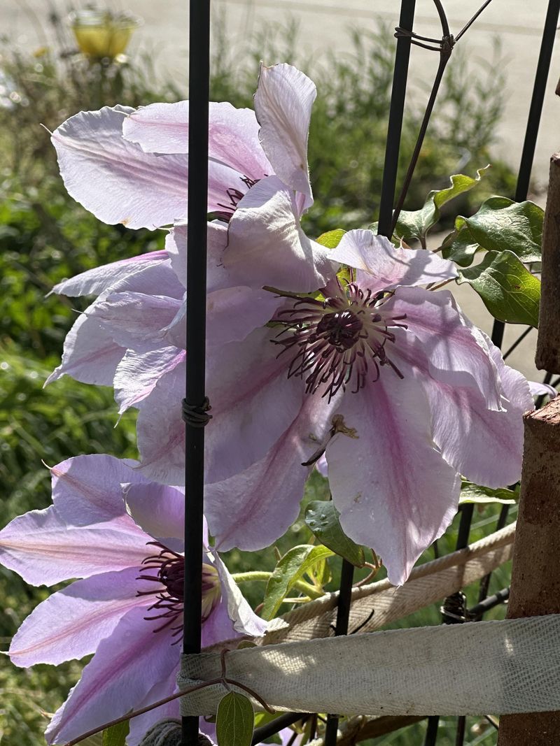 Spring Blooming Vines