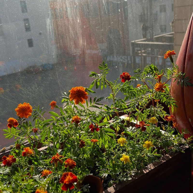 Window Box Defenders