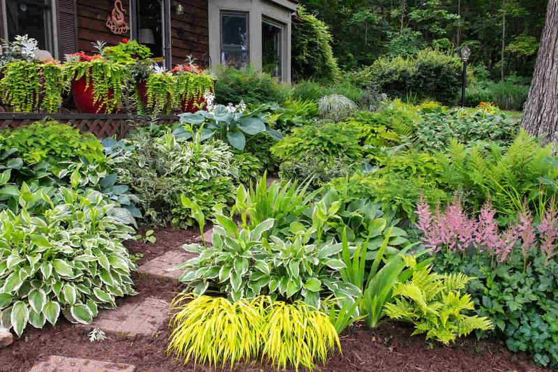 Acid-Loving Plant Beds During Summer Rainy Season