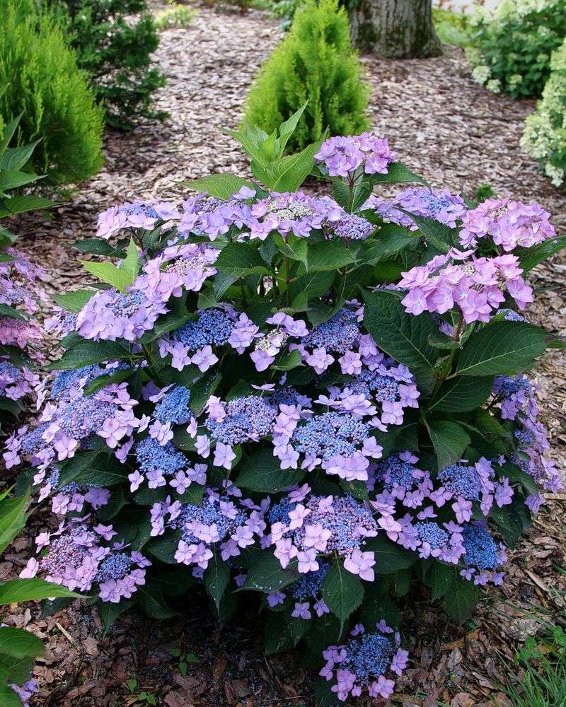 Reblooming Varieties Extend the Season