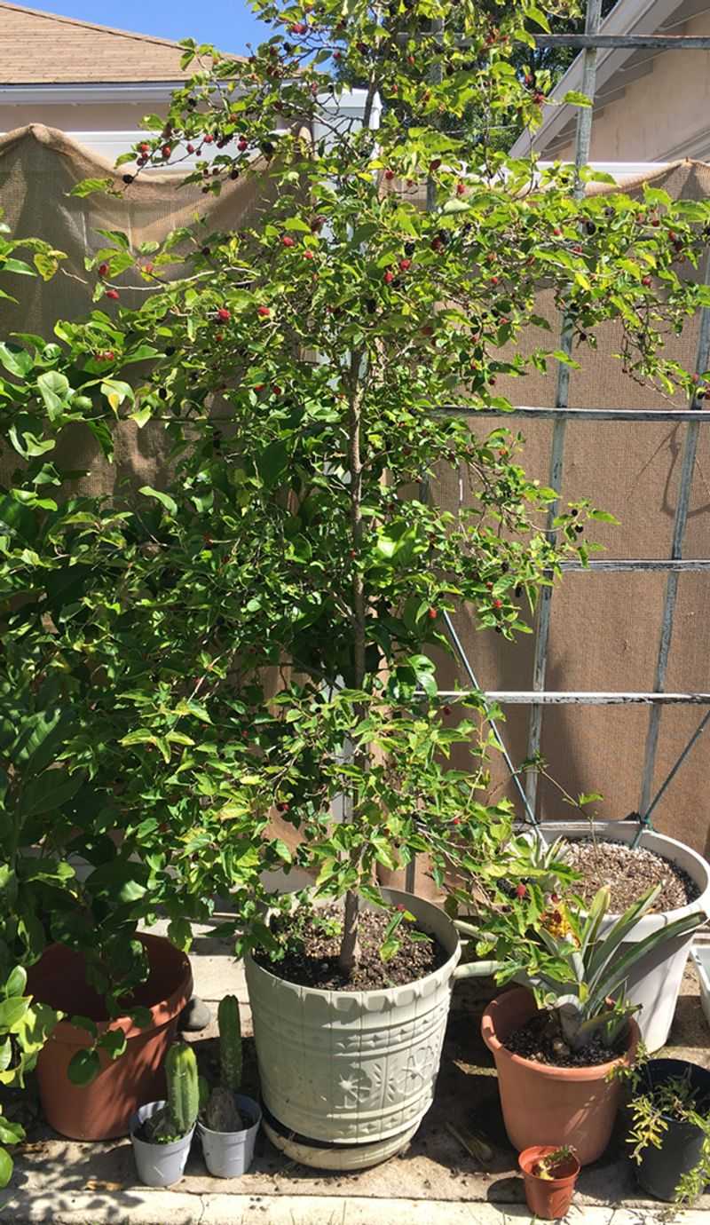 Dwarf Mulberry