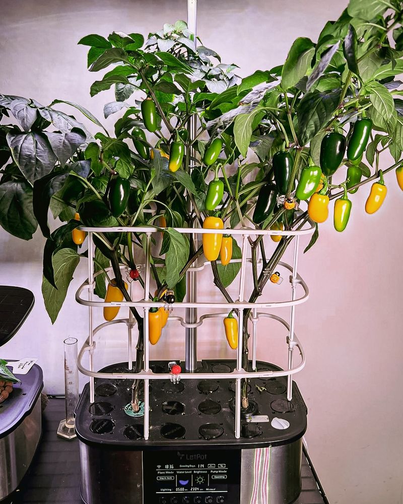 Perfect Your Watering Routine