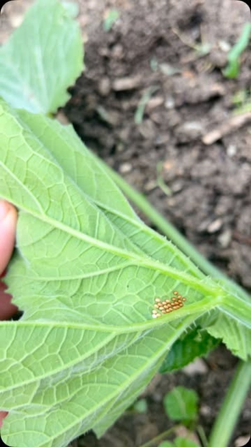 Spotting Pests Earlier
