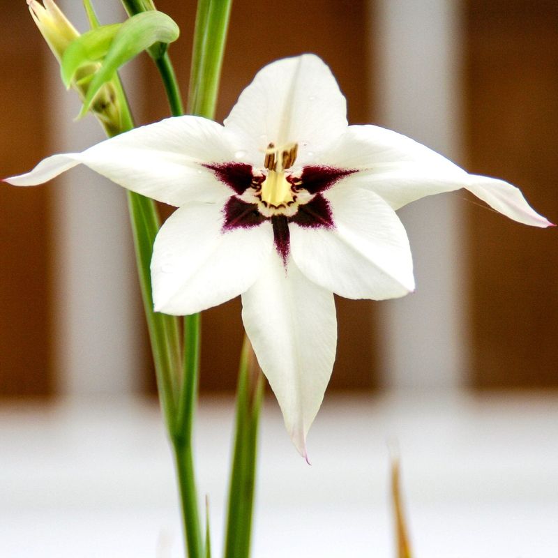 End-Of-Season Clearance On Specialty Bulbs