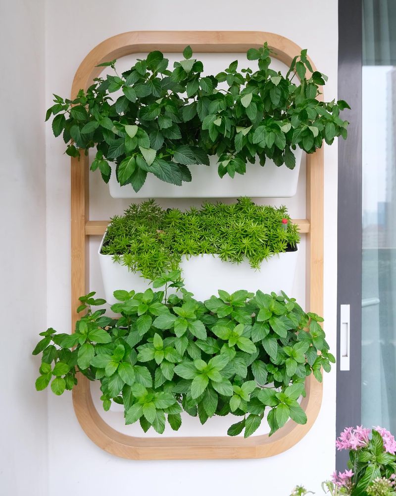 Window Frame Herb Shadowboxes
