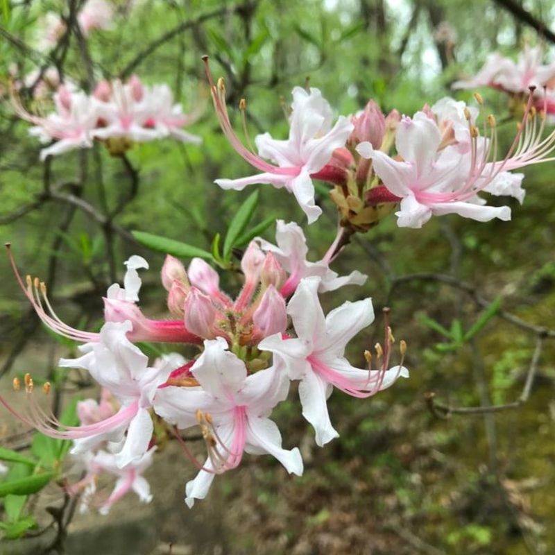 Wild Azalea