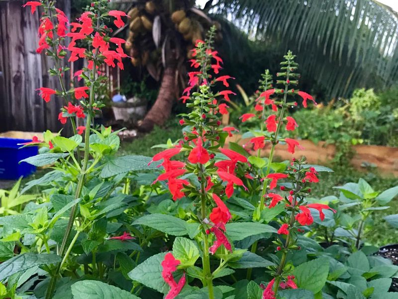 Tropical Sage: The Year-Round Provider