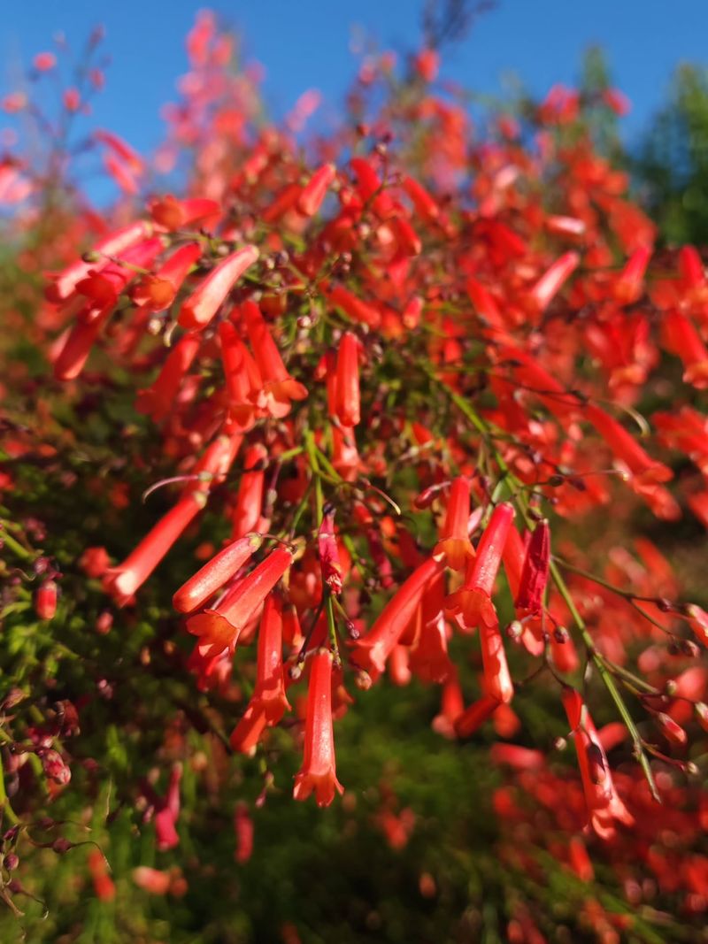Firecracker Plant's Explosive Color