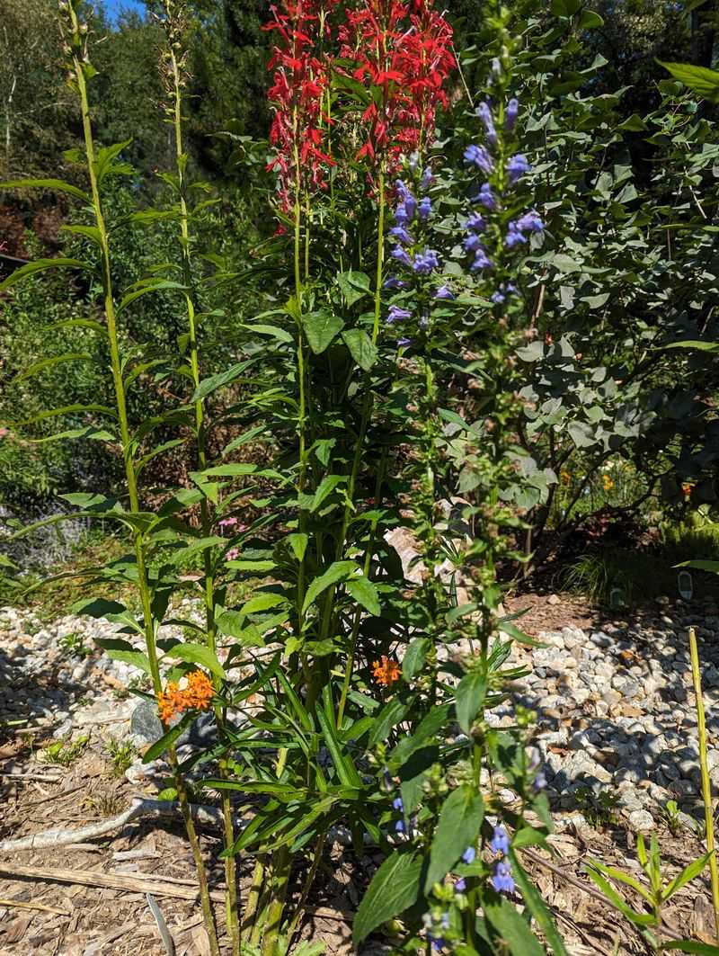 Cardinal Flower
