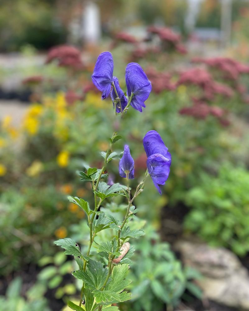 Monkshood