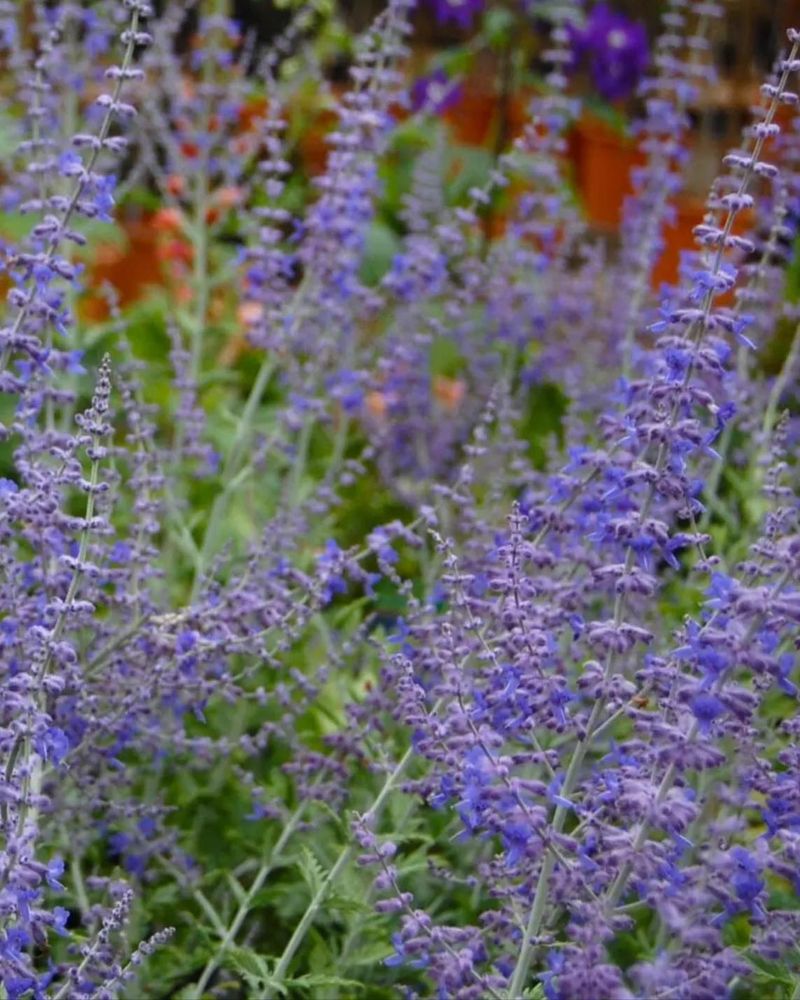 Dwarf Russian Sage 'Little Spire'
