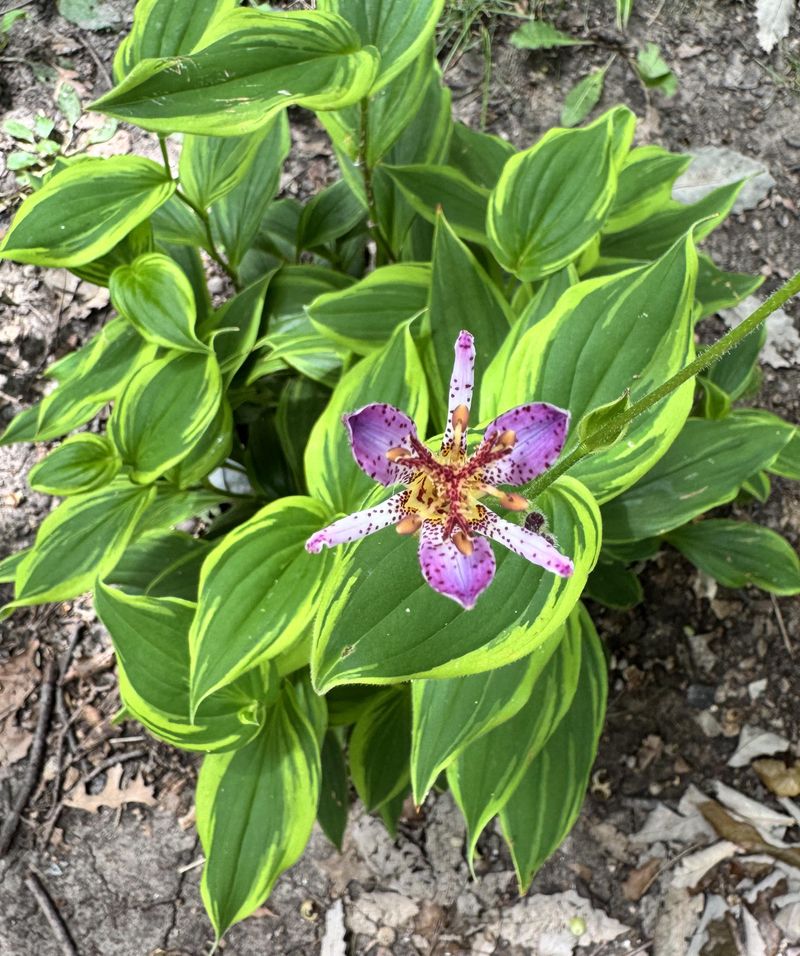 Toad Lily