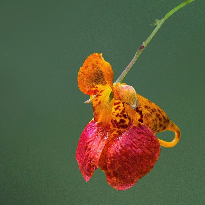 Jewelweed
