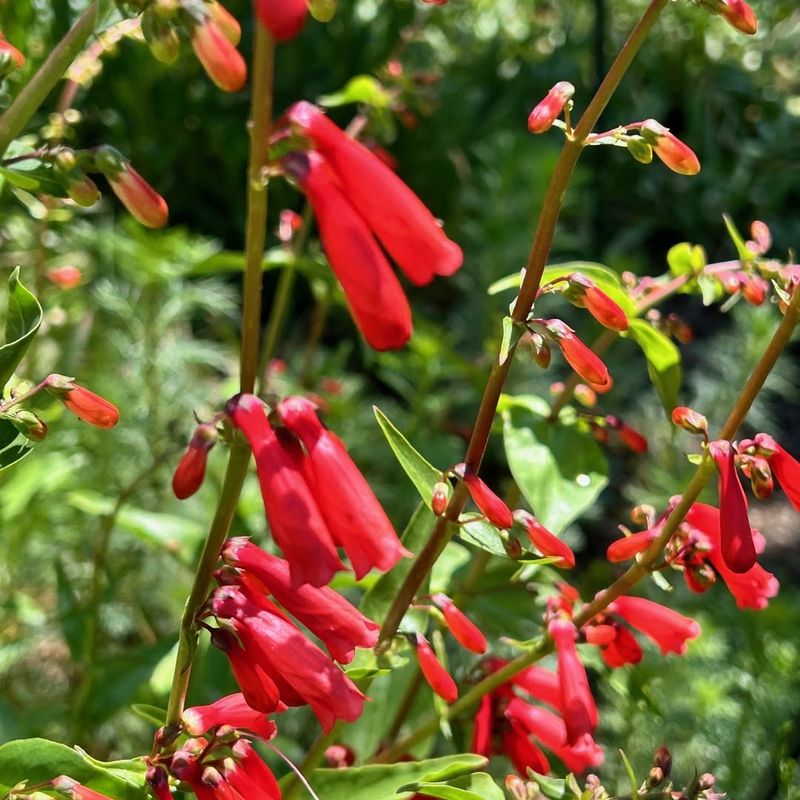 Penstemon